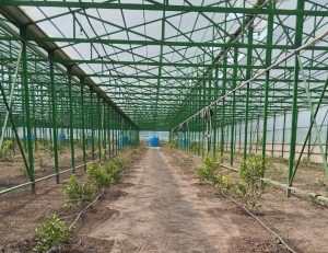 kazpulse-1768521689-F1uv11xG