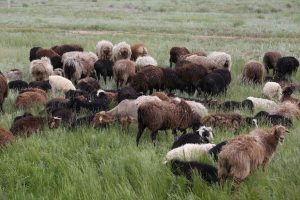 kazpulse-1768813238-z56wkVPX