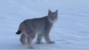 kazpulse-1769040146-BgwXCXmR