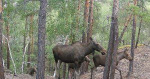 kazpulse-1769126483-VBpKJLAs