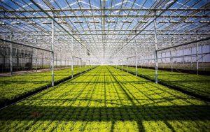 kazpulse-1770249745-YxSqm5Yc