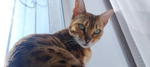 kazpulse-1770336453-bxrU5kdd