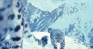 kazpulse-1771462889-qXSuMCEZ