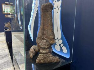 kazpulse-1771632144-gqIGE7qY