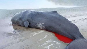 kazpulse-1771718557-Nt6KeCKm