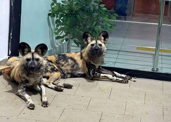 kazpulse-1772236909-2j3Td8OI