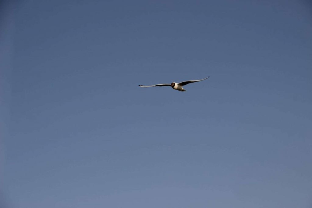 kazpulse-1772496121-9n0a7Vmk