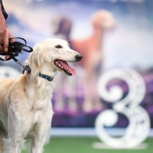 kazpulse-1773640830-Fnfemvbw