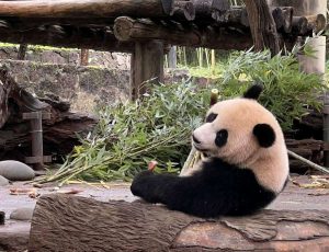 kazpulse-1773644451-xcDawgAS