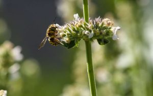 kazpulse-1781424040-e0eE26bu