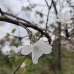 В огород пришла… весна