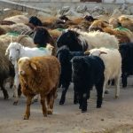 Инвестпроект в Кызылординской области оказался под угрозой срыва